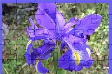 Lirio (Iris latifolia)