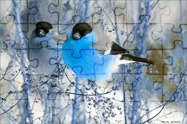Aves del invierno