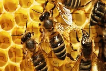 Abejas MelÃ­feras en panal
