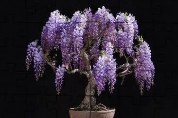 bonsai