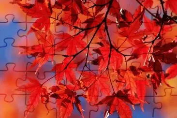 maple leaves