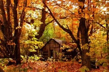 hidden cabin