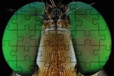 ojos