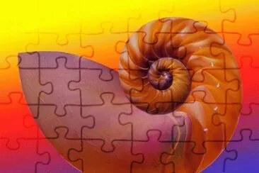 nautilus