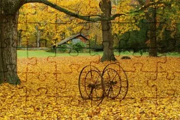 sugar maple
