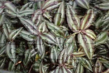 planticas jigsaw puzzle