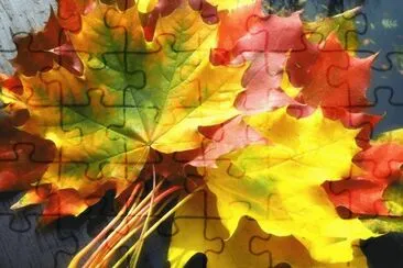 sugar maple