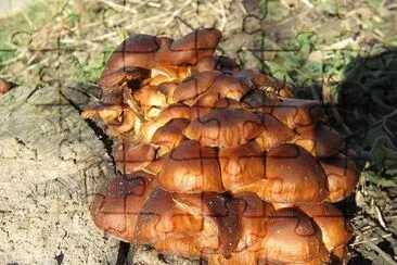 Flammulina Velutipes - Asia