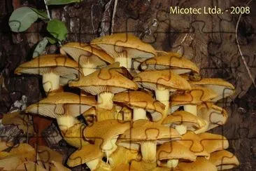 Gymnopilus Spectabilis - Chile