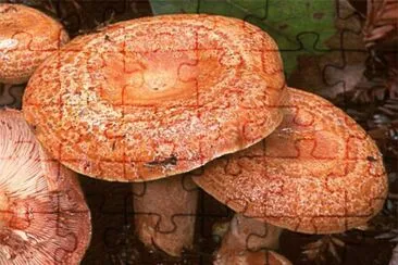 Lactarius  Deliciosus2- Chile