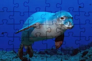 Foca Monje de HawÃ¡i jigsaw puzzle