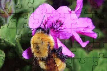 Abejorro jigsaw puzzle