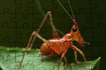 Grillo Rojo