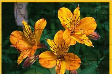 Alstroemeria Aurantiaca - Tasmania
