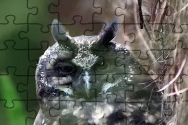 Stygian Owl