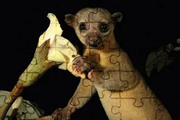 פאזל של kinkajou