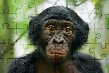 פאזל של bonobo