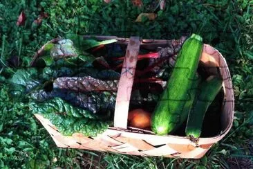 late fall harvest
