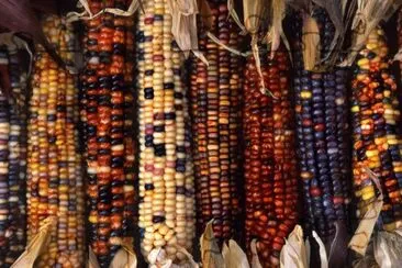 Indian corn