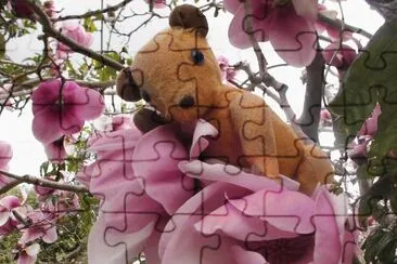 Teddy bear in magnolia tree