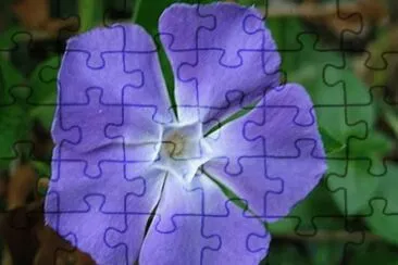 Vincapervinca (Vinca Minor) jigsaw puzzle