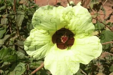 Hibiscus Ovalifolius