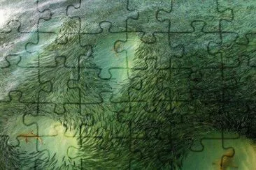 shark circles