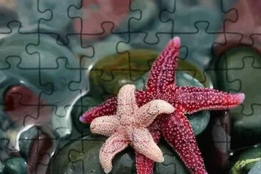 star fish