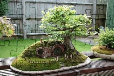 Bill Bo Baggins Bonsai