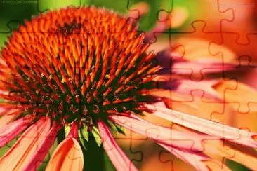flor