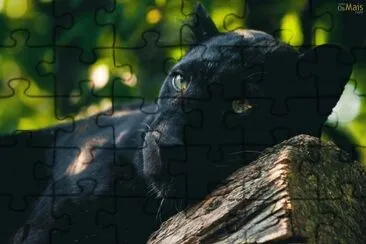 pantera jigsaw puzzle