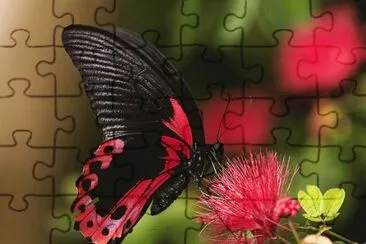 close borboleta
