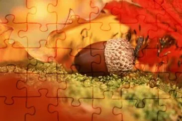 acorn jigsaw puzzle