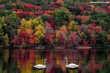 swan lake