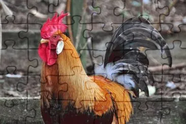 Rooster jigsaw puzzle