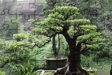 Bonsai. jigsaw puzzle