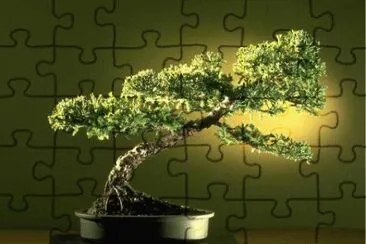 Bonsai 1.