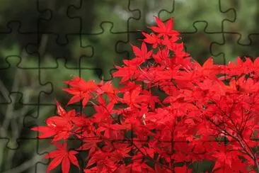 Japanese maple jigsaw puzzle