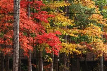 foliage rainbow jigsaw puzzle