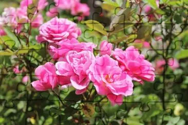 Natureza jigsaw puzzle
