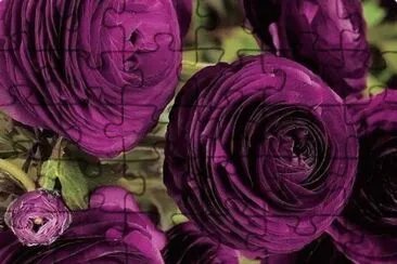 Purple Roses jigsaw puzzle