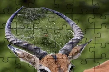 . jigsaw puzzle