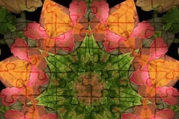 leaves of autumn