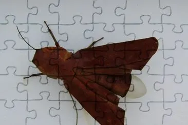 la mosca