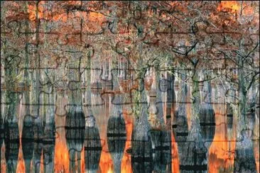 flooded forest jigsaw puzzle