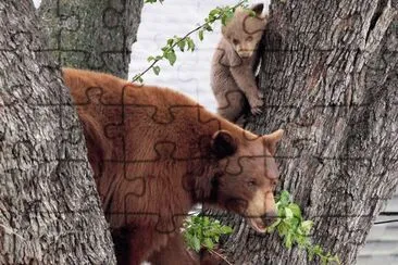 bears in tree