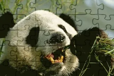 giant panda