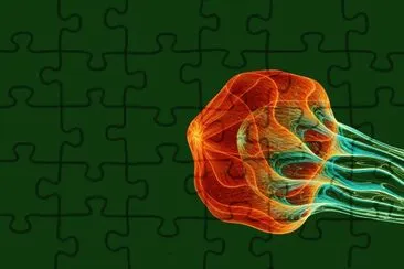 swimming medusa jigsaw puzzle