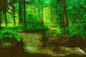 forest river