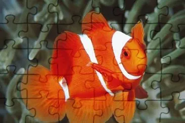 peces de colores jigsaw puzzle